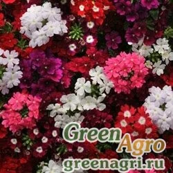 Семена Вербена гибридная (Verbena hybrida) "Quartz – XP" (mix) Primed 1000 шт.