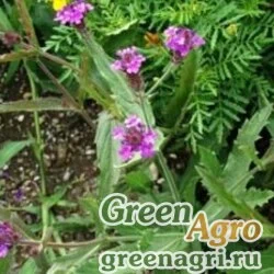 Семена Василек синий (Centaurea cyanus) "Red Ball" (red) 100 гр.