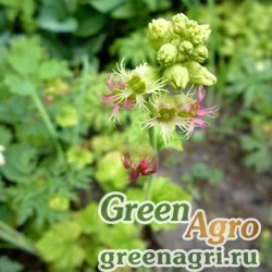 Семена Бойкиния аконитолистная низкая (Boykinia aconitifolia var minima) 1 гр.