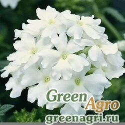 Семена Вербена гибридная (Verbena hybrida) "Quartz – XP" (white) Primed 1000 шт.