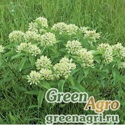 Семена Ваточник зелёный (Asclepias viridis) 1 гр.