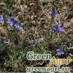 Семена Вероника многораздельная (Veronica multifida) 5 гр.