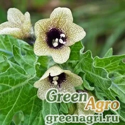 Семена Белена черная (Hyoscyamus niger) 10 гр.