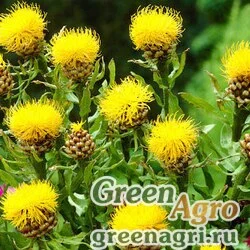 Семена Василек крупноголовчатый (Centaurea macrocephala) 50 гр.