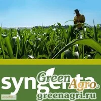 Семена Кукуруза, НК Гитаго, 1 п.е., Syngenta