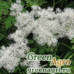 Семена Василистник скрученный (Thalictrum contortum) 6 гр.