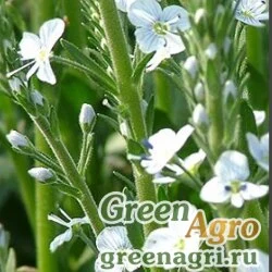 Семена Вероника горечавковая (Veronica gentianoides) 5 гр.
