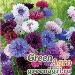 Семена Василек синий (Centaurea cyanus) "Tom Pouce" (mixed) 20 гр.