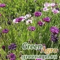 Семена Василек синий (Centaurea cyanus) "Mauve Ball" (mauve) 70 гр.