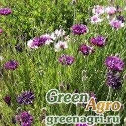 Семена Василек синий (Centaurea cyanus) "Mauve Ball" (mauve) 70 гр.
