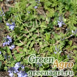 Семена Вероника скальная (Veronica fruticans) 0.7 гр.