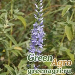 Семена Вероника орхидная (Veronica orchida) 1.5 гр.