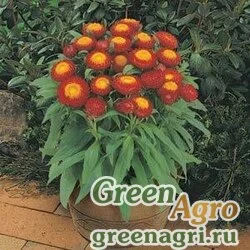 Семена Бессмертник прицветниковый (Helichrysum bracteatum) "Chico" (red) raw Произв. 1000 шт.