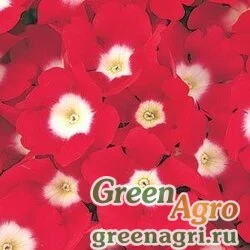 Семена Вербена гибридная (Verbena hybrida) "Quartz – XP" (red eye) primed 1000 шт.