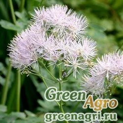 Семена Василистник пахучий (Thalictrum foetidum) 6 гр.