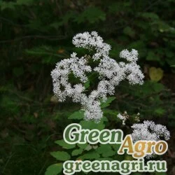 Семена Василистник клубненосный (Thalictrum tuberiferum) 3 гр.