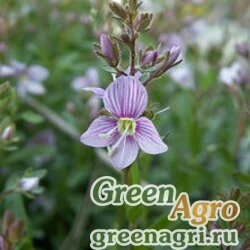 Семена Вероника кустарничковая (Veronica fruticulosa) 0.5 гр.