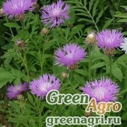 Семена Василек подбеленный (Centaurea dealbata) (rose-pink) 30 гр.