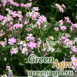 Семена Бессмертник шлемовидный (Helichrysum cassianum) (rose) 20 гр.