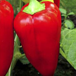 Перец биф сибиряк. Перец сороксари. Перец сибирский князь. Сорта перца для сибири для открытого. Перец сладкий белогор f1.